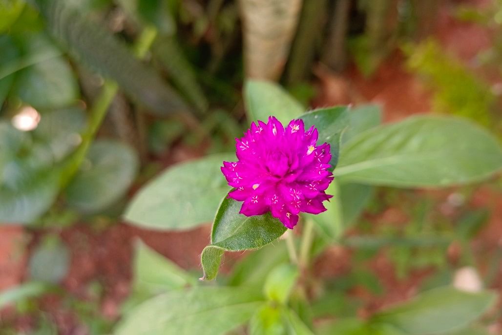 Vivo V25 Pro 5G's camera sample. Credit: DH Photo/KVN Rohit