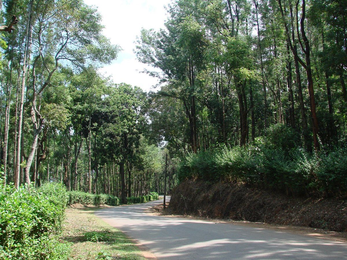 The winding roads of Chikkamagaluru