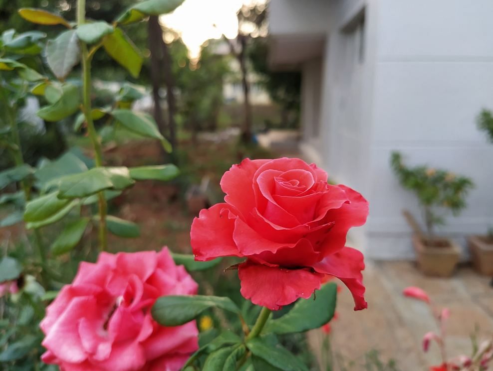 Xiaomi Mi A3 Android One camera's photo sample (DH Photo/Rohit KVN)