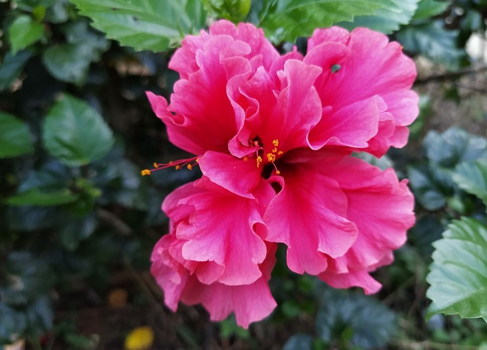 Xiaomi Mi A3 Android One camera's photo sample (DH Photo/Rohit KVN)