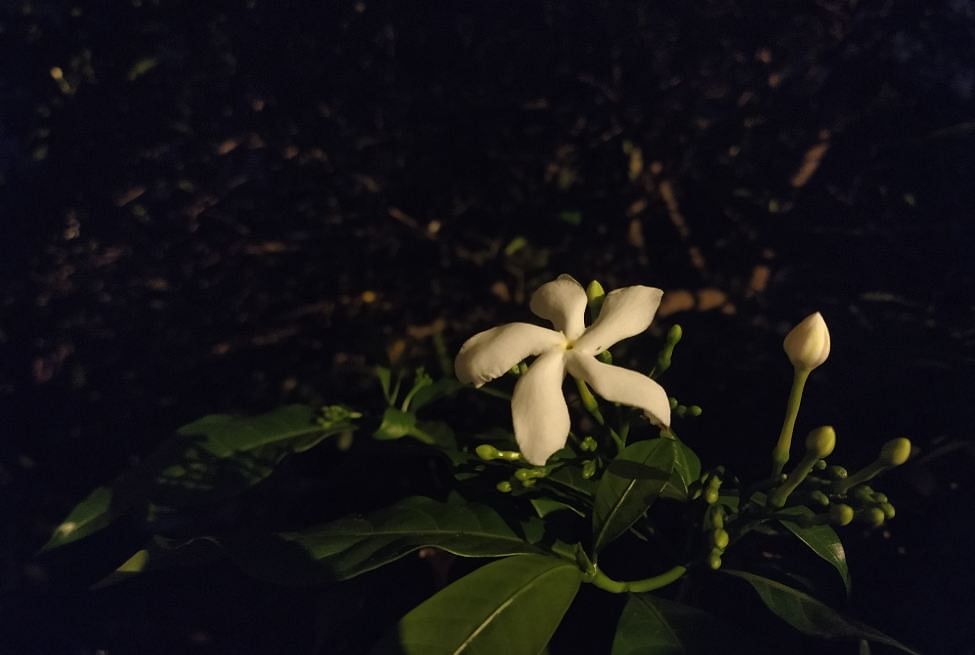 Xiaomi Mi A3 Android One camera's low-light photo sample (DH Photo/Rohit KVN)