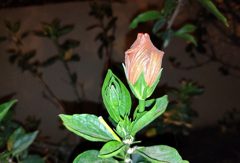 Xiaomi Redmi Note 10 camera sample with LED flash on. Credit: DH Photo/KVN Rohit