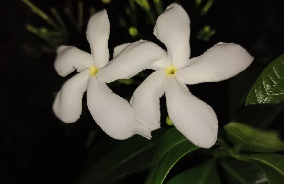 Xiaomi Redmi Note 8 Pro's camera sample in low light with flashlight on (DH Photo/Rohit KVN)