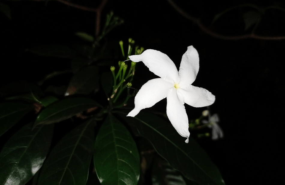 Xiaomi Redmi Note 9 camera sample captured in the night with LED flash on. Credit: DH Photo/KVN Rohit