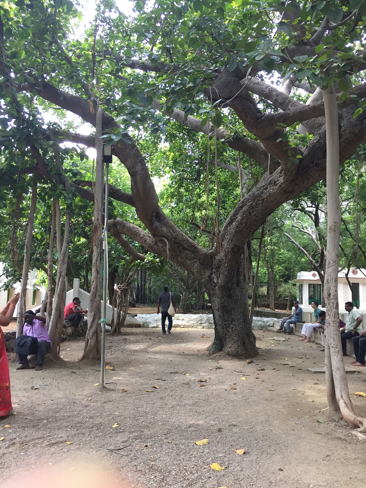 Banyan tree at Ramana Ashram