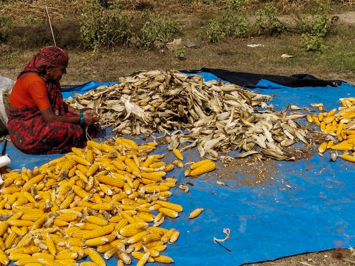 Jayamma of Ningehalli village near Madhugiriin Tumakuru district seen dehusking the blight hit corn.She will be using the stalks, leaves and earsof the corn plant as fodder for her livestock. (Photo Ashwini YS)
