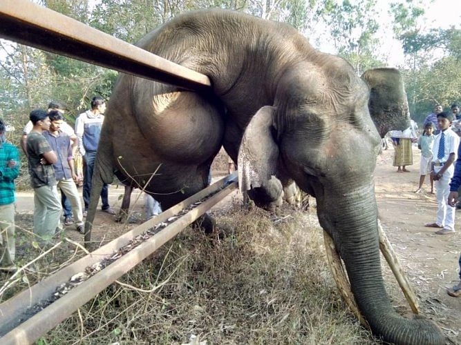 The elephant died in an attempt to cross the railway<br /> track fence in Veeranahosahalli forest. Credit: DH Photo