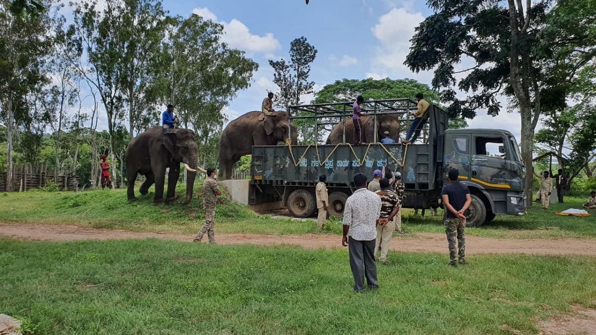 Elephant Kusha boarding a lorry with the help of tamed elephants. Credit: DH Photo