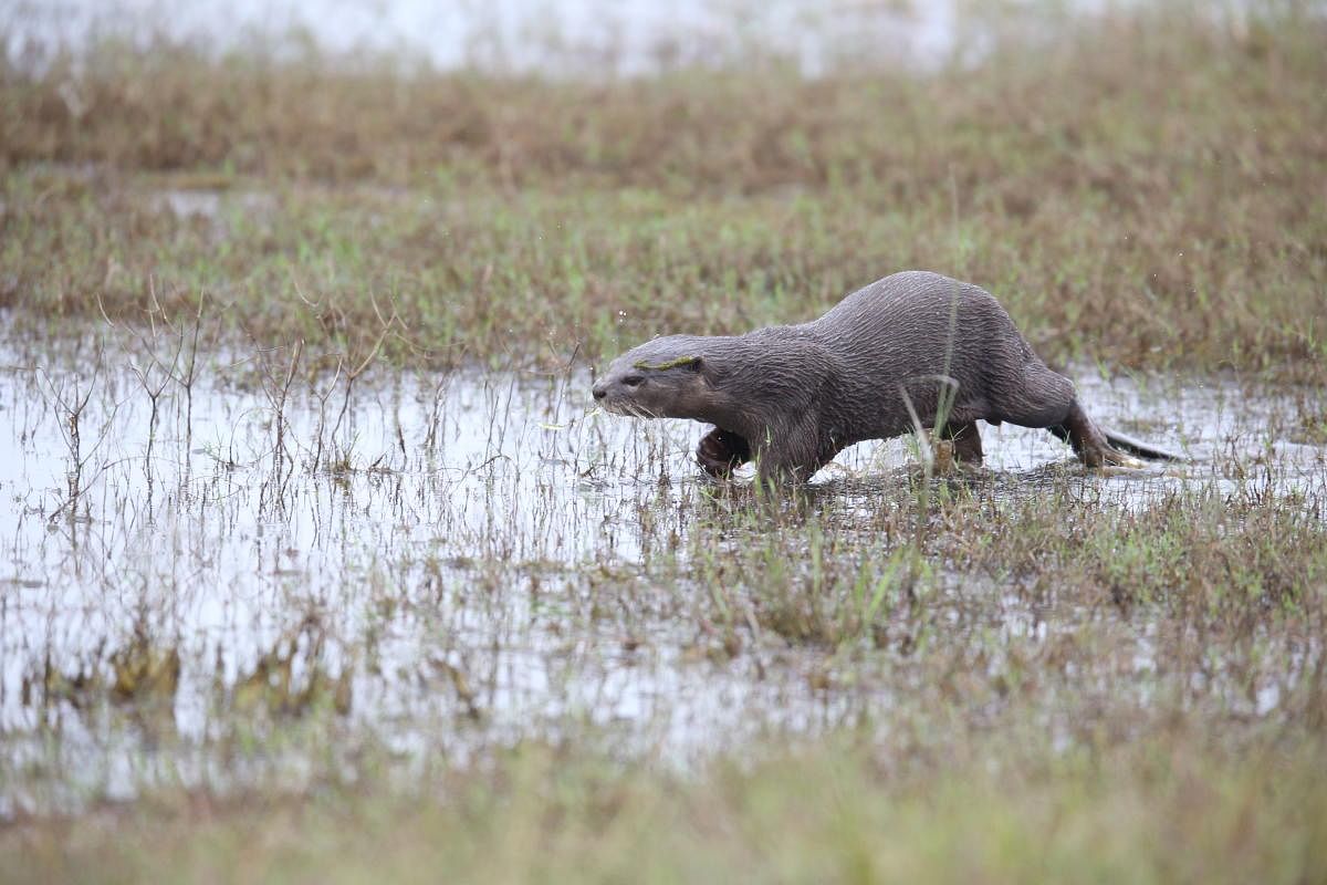 Smooth-coated otter, a vulnerable animal as per IUCN listing, seen in Hesaraghatta reservoir area. Credit: Ronit Urs