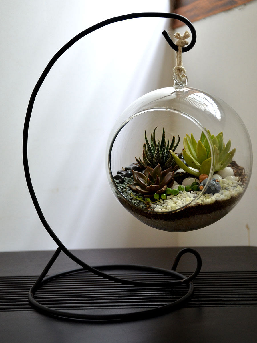 Terrariums are an easy way toadd a touch of green to your house.