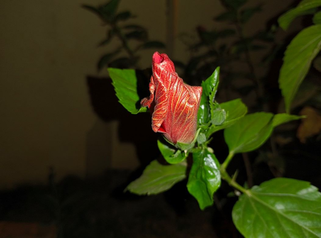 iQOO Neo7's camera sample with just LED flash on. Credit: DH Photo/KVN Rohit