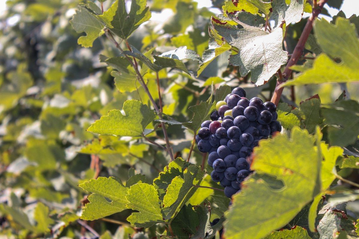 Grape vines in a vineyard in Maharashtra