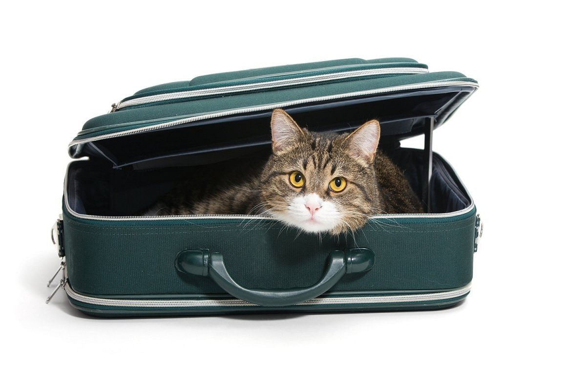 Just as you would pack everything your kids need for a trip, do the same for your pet.