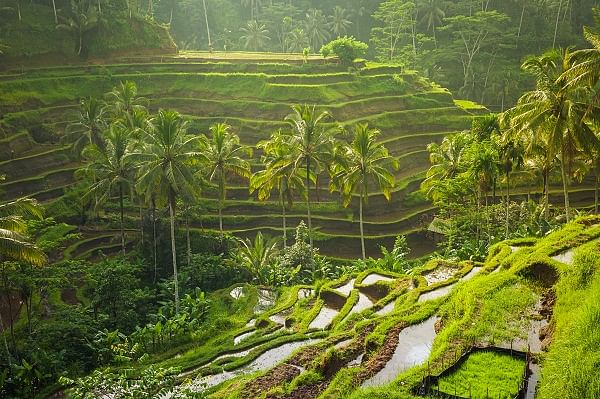Rice terraces in Ubud.