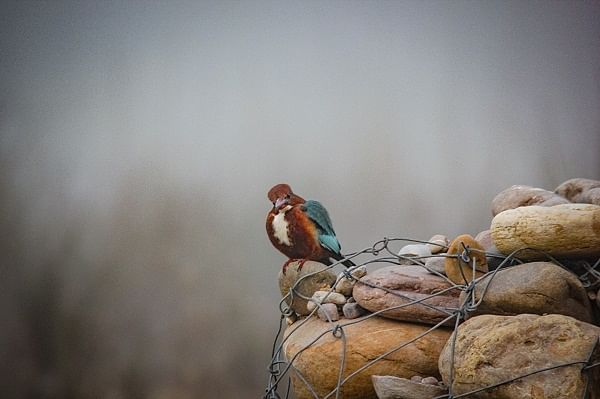 A Kingfisher spotted amidst fog in Bharatpur