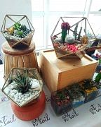 Succulents and cacti can begrown inside terrariums.