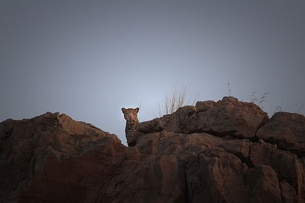 A leopard spotted in Jawai