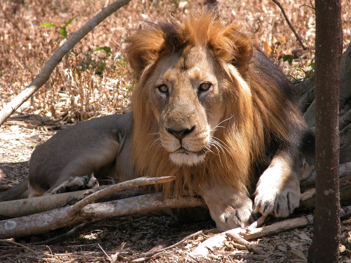 Tyavarekoppa Lion and Tiger Reserve