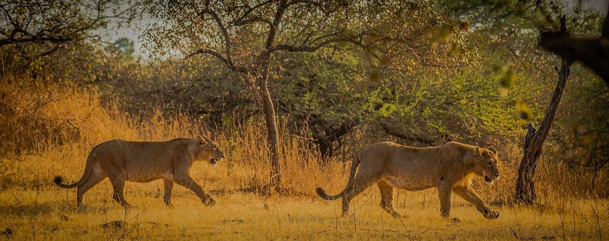 Asiatic lions in Gir