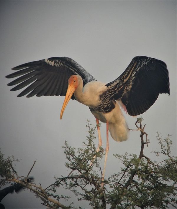 Painted stork taking flight.