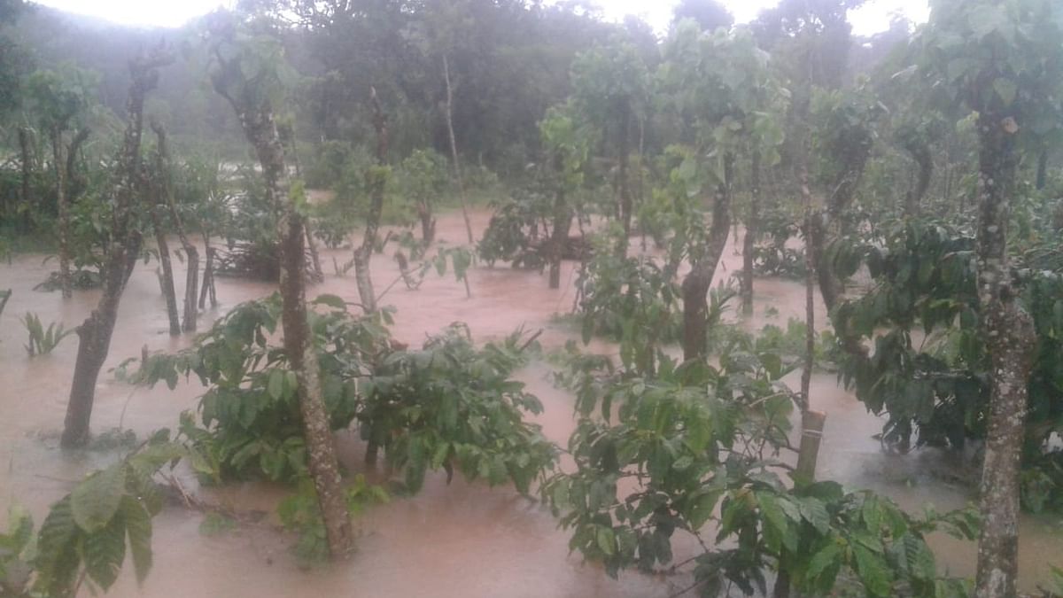 Plantations affected by flood at Baidolli in Mudigere.