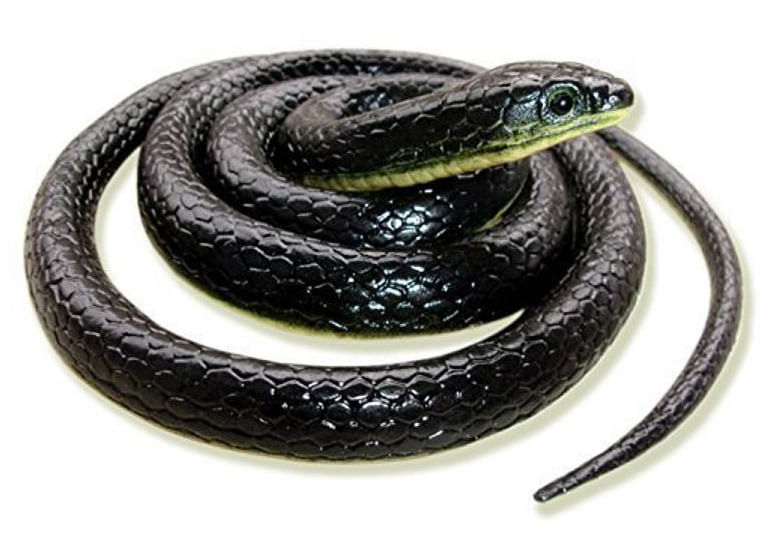 A rubber snake is priced at Rs 100.