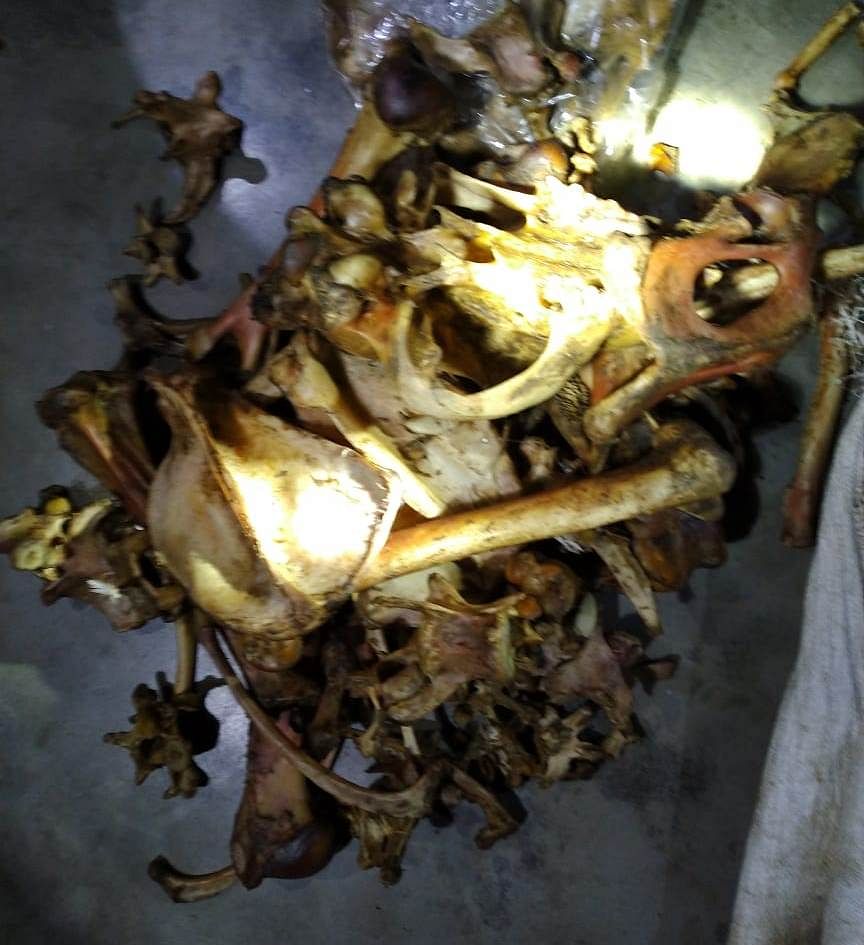 The skin and bones of a Royal Bengal Tiger seized from poachers. (Pic Assam forest department)