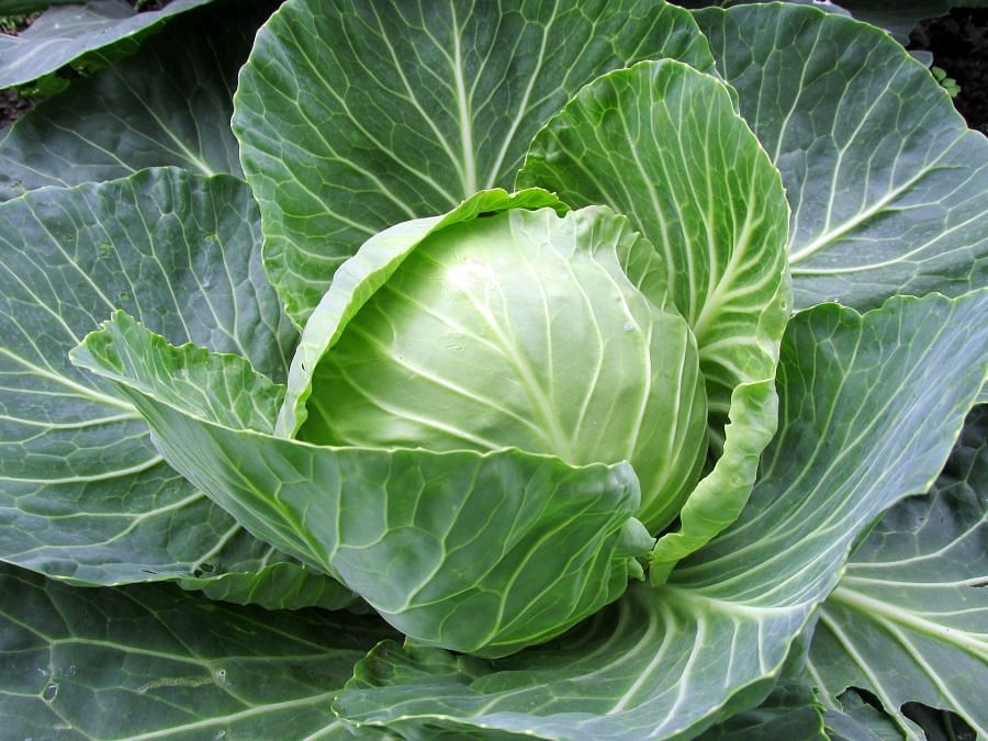 Cabbage. Picture credit: pixabay.com/ betexion