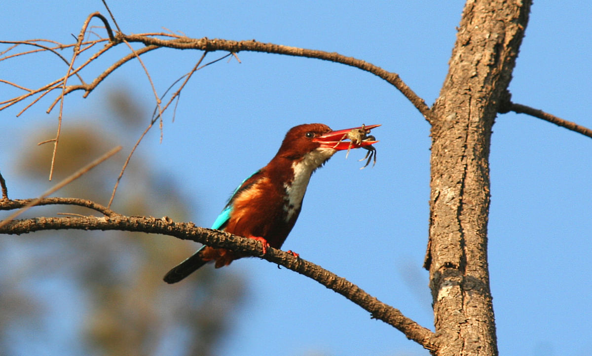 A white-throated kingfisher