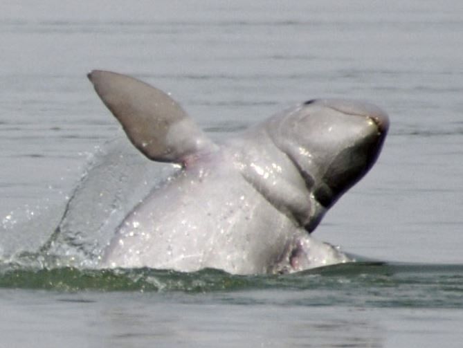 IIT-M researchers help increase population of Irrawaddy dolphins