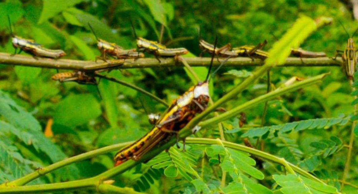 Locust attack on farm in Kadaba leaves farmers worried