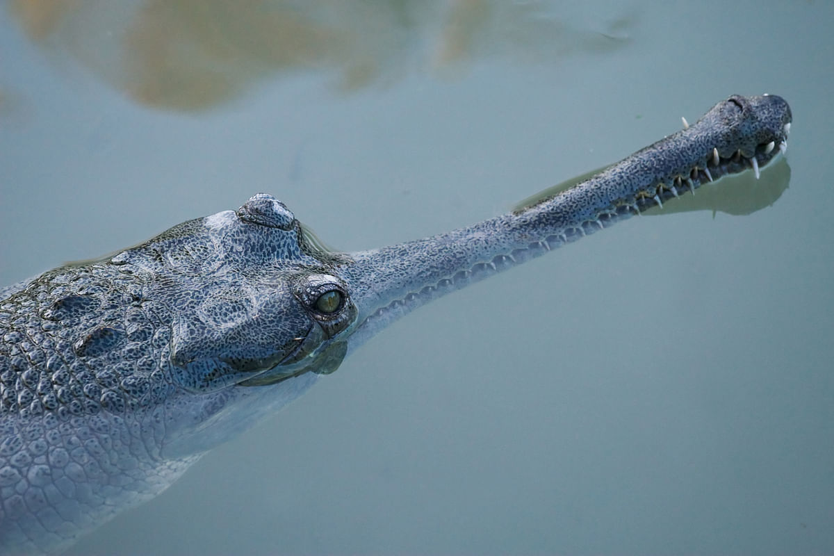 Gharial death at Delhi zoo: Inquiry panel finds 5 employees guilty of negligence