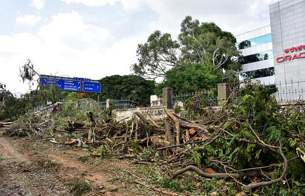 BMRCL cuts trees under shadow of night before High Court hearing on matter