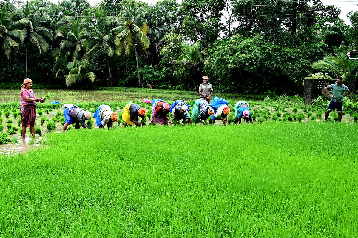Paddy cultivation of additional 30 ha in Kaup taluk