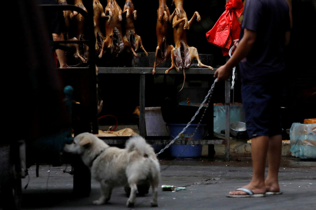 China's dog meat festival goes ahead but coronavirus takes a toll
