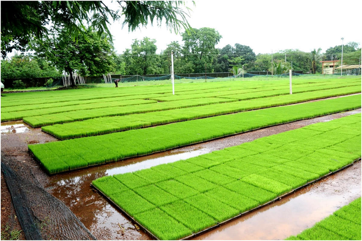 Research station takes up mechanised paddy cultivation on 200 acres