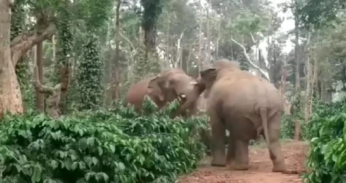 Locals capture elephants' territorial fight on camera