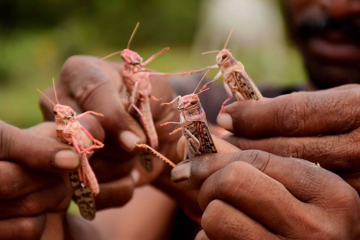 Early onset of monsoon triggers rainfall in most parts of India as locust attack fears increase