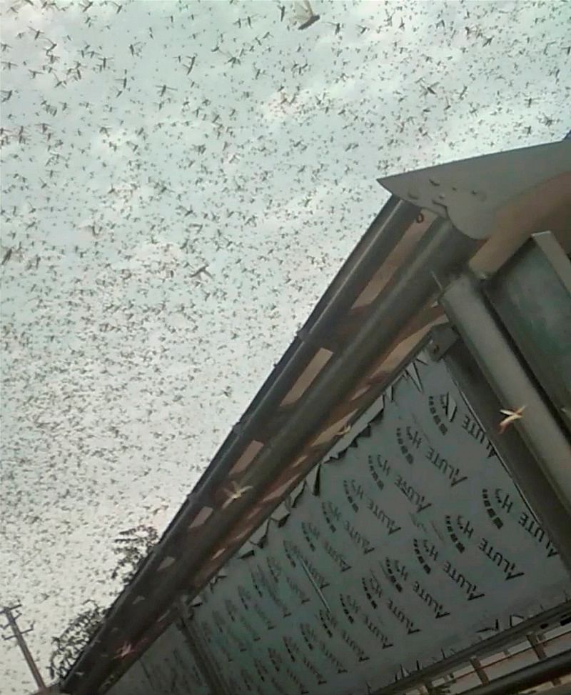 Darkness at noon in Faridabad, Gurugram as locust swarms descend