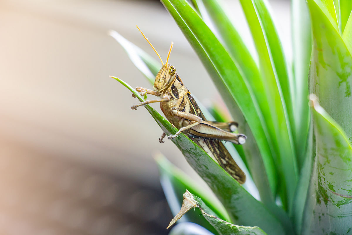 Rajasthan teams deputed to help in controlling locust swarm in Haryana, Uttar Pradesh: Centre