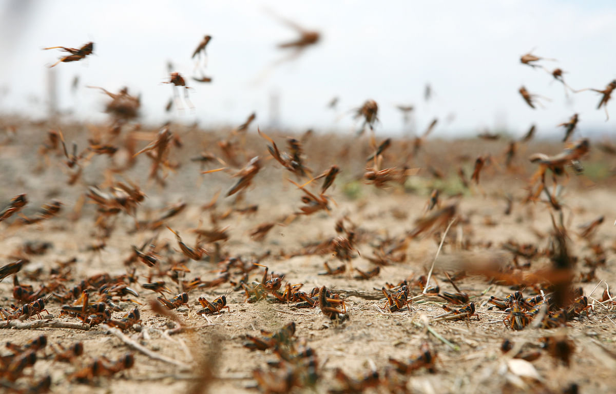 Locust attack: Delhi environment minister Gopal Rai asks South Delhi, West Delhi to remain on high alert