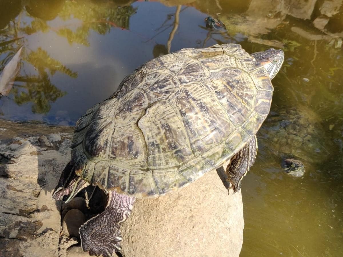 Cute turtles killing lake eco-system in Bengaluru