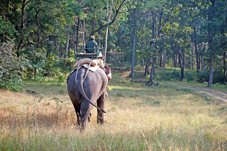 Attractive returns and misbeliefs trigger poaching in Kerala forests
