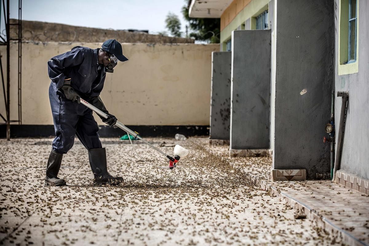 Crunch, crunch: Africa's locust outbreak is far from over