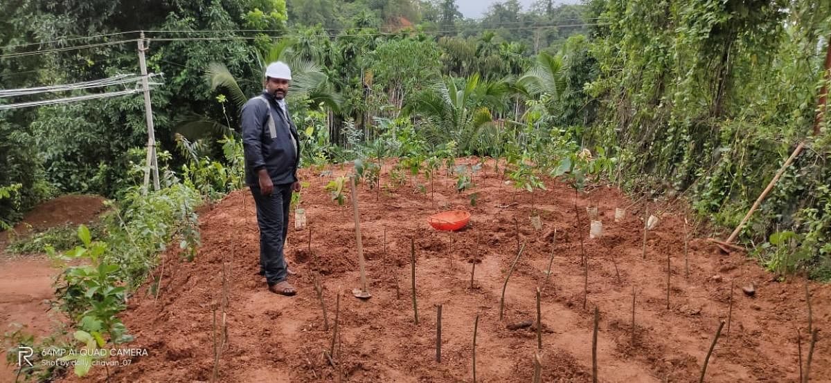 Powered by desire, Mescom man on mission to grow forest
