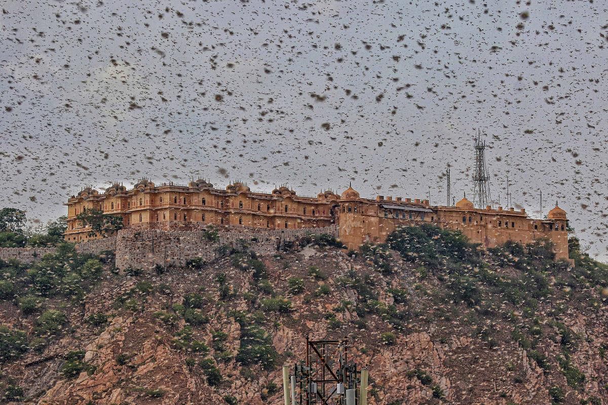 Govt steps up aerial spray of pesticide to fight locust swarms