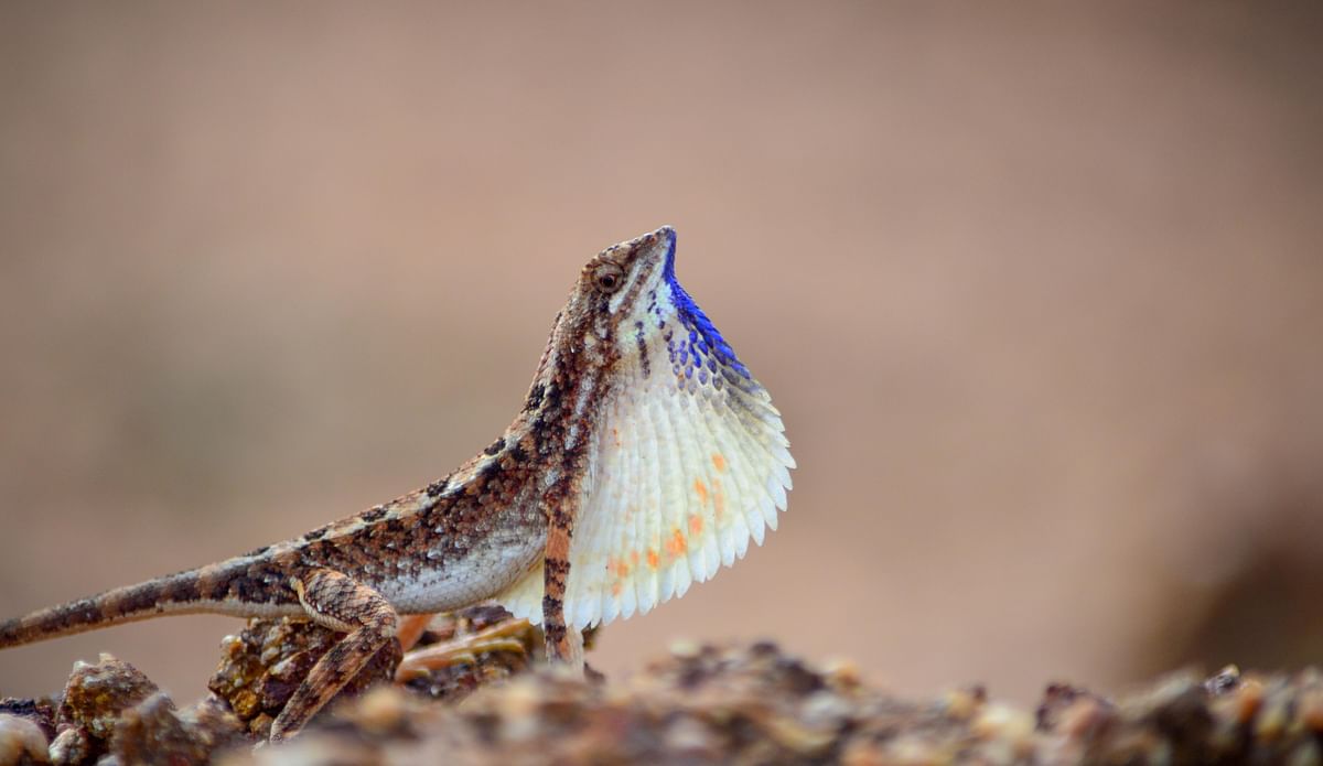 New species of fan-throated lizard discovered in northern Karnataka