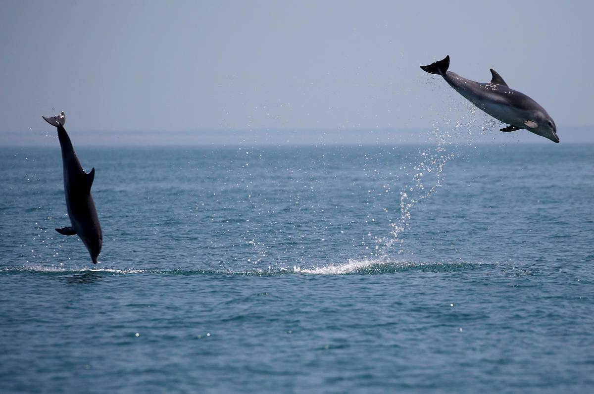 Dolphin Breeding Centre in Bengal: Along the stretch of Ganga between  Farakka and Gangasagar