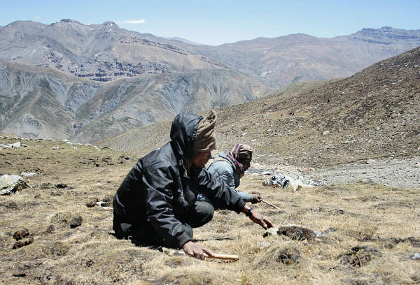 Overharvesting threatens 'Himalayan Viagra' fungus: IUCN