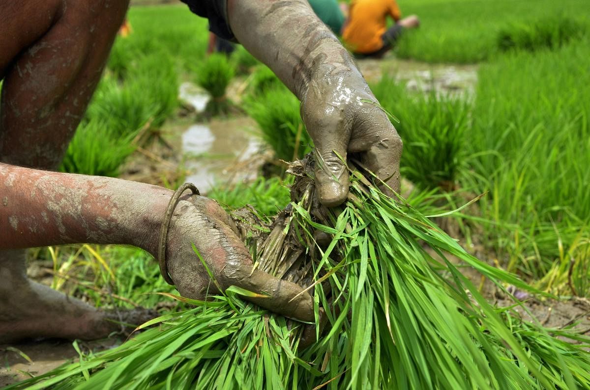 Mizoram launches mobile app for farmers